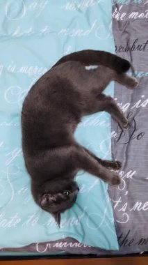 Kedi yatağa uzanıyor, esniyor ve diğer tarafa dönüyor. Dikey Video