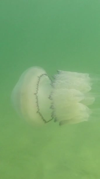 水母在黑海的深处游来游去 学名是根瘤科 垂直录像 — 图库视频影像