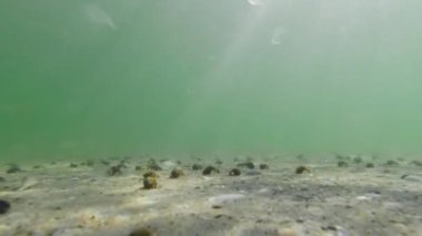 Karadeniz 'in deniz sakinlerinin sualtı yaşamı