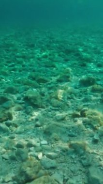 Güneşli bir günde, Adriyatik Denizi 'nin bir körfezdeki deniz yatağı. Dikey Video