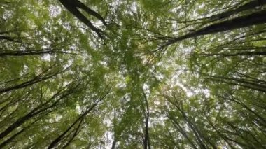 Park: Yeşillik ve ağaçlarla çevrili huzurlu bir park