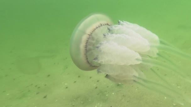 Las Medusas Maíz Nadan Las Profundidades Del Mar Negro Nombre — Vídeo de stock