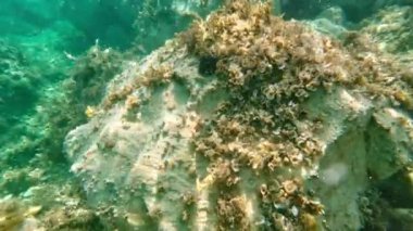 Adriyatik Denizi 'nde deniz kestanesi güneşli bir günde