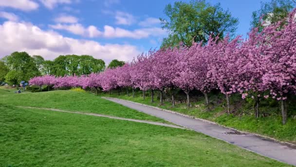 Een Steeg Van Sakura Bomen Bloei Het Park Een Zonnige — Stockvideo