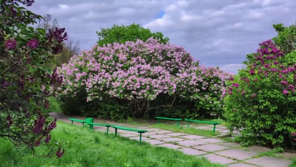 Krzew Liliowy Wiosną Rozległym Kwitnieniem — Wideo stockowe