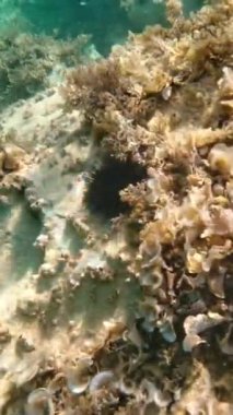 Güneşli bir günde Adriyatik Denizi 'nin dibinde deniz kestanesi. Dikey Video