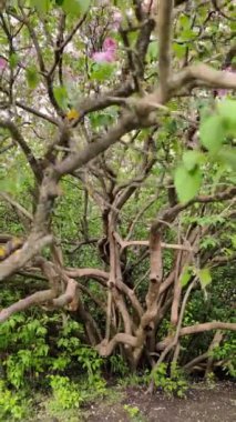 Baharda geniş çiçekli leylak çalısı. Dikey Video