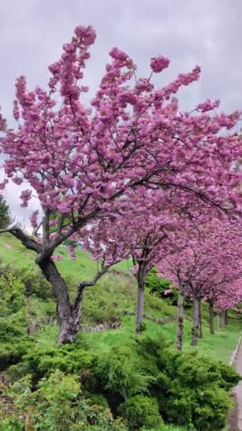 Árbol Flor Cerezo Día Ventoso Primavera — Vídeos de Stock
