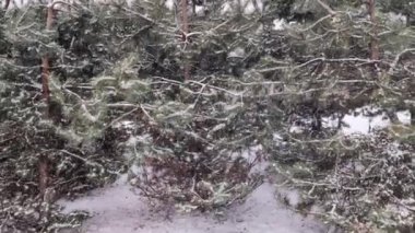 Kışın kar yağarken genç ladin ağaçları