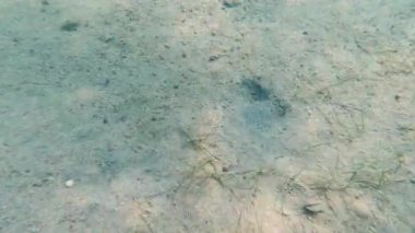 Adriyatik Denizi 'nin dibinden kabuklar yükseliyor