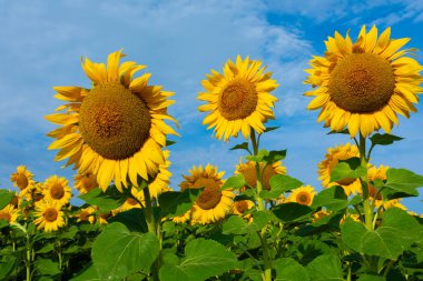Güneşli bir öğleden sonra gökyüzünde açan sarı ayçiçekleri.