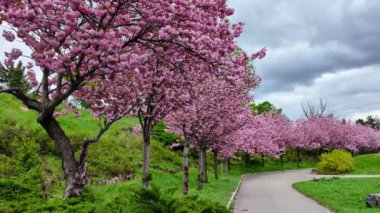 Güneşli bir günde Sakura çiçek sokağı
