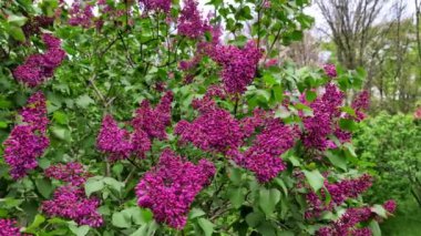 Bulutlu bir bahar gününde, bir leylak çiçeğinin yakınında