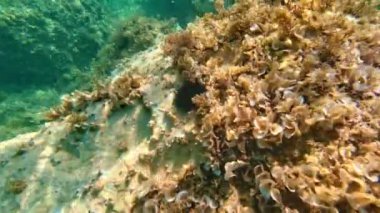 Güneşli bir günde Adriyatik Denizi 'nin dibinde deniz kestanesi