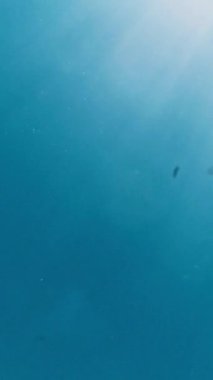 Bir adam mavi gökyüzünün arka planında denizin yüzeyinde yüzüyor. Dikey Video
