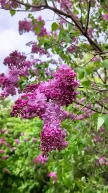 Bulutlu bir bahar gününde, leylak dalının yakın çekimi. Dikey Video