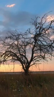 Güzel bir gün batımı ve arka planda yalnız bir ağaç. Zaman aşımı. Dikey Video