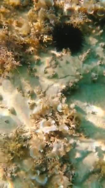 Oursin Mer Fond Mer Adriatique Par Une Journée Ensoleillée Vidéo — Video