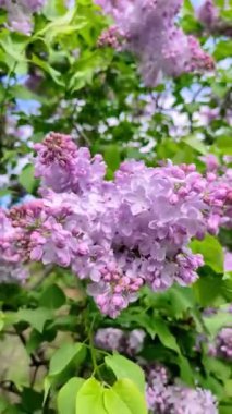 Güneşli bir bahar gününde, leylak dalının yakın çekimi. Dikey Video