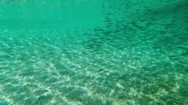 Adriatic Sea: Small school of fish underwater