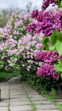 Lilac blossoms in the picturesque landscape of the spring park. Vertical Video