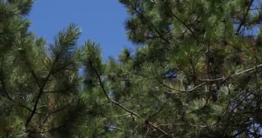 Kozalaklı ağaçlardan oluşan bir yaz ormanının ortasında çam ağaçları ve çam ağaçları rüzgarın ritmiyle dans eder.