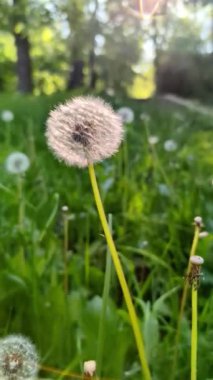 Yumuşak beyaz bir karahindiba, sakin bir yaz akşamında çimenlerin üzerinde zarafetle sallanıyor. Dikey video