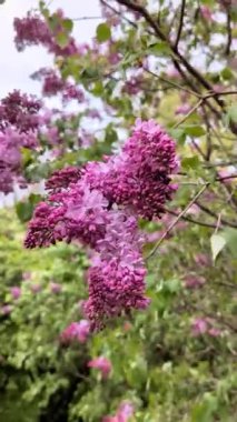 Bulutlu bir bahar gününde, leylak dalının yakın çekimi. Dikey Video