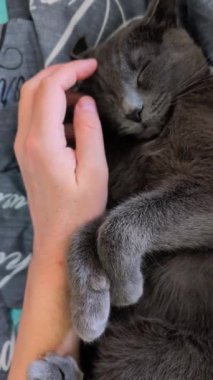 Sevecen, gri, evcil bir kedi yatakta okşanıp kucaklanmayı sever. Dikey video
