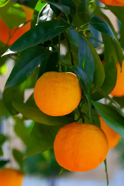Olgun portakallı ağaç dalı.