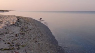 Sabahın erken saatlerinde, bir martı dalgaların arasında kahvaltı arar, dinginliğin güne başlamasını vurgular.