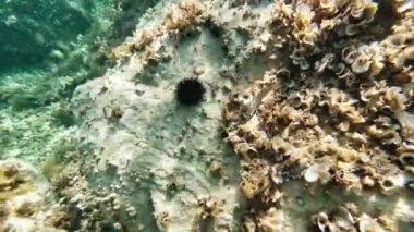 Güneşli bir günde Adriyatik Denizi 'nin dibinde deniz kestanesi