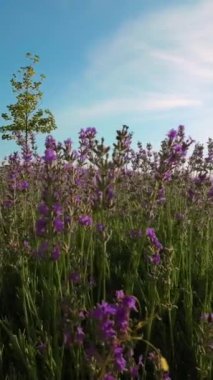 Yaz boyunca çiçek açan lavanta bitkilerinin yakın çekimi. Dikey Video