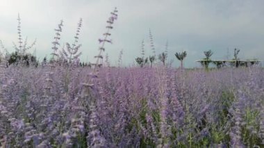 Açık yaz gökyüzünün altında, bir Perovskia tarlası çiçek açar, güneş ışığı çiçeklerin canlı renklerini güçlendirir.