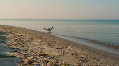 Martı Besleme: Sakin Bir Sabahta Dalgalarda Yürümek