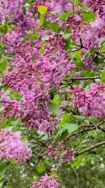 Bulutlu bir bahar gününde, leylak dalının yakın çekimi. Dikey Video