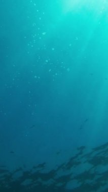 Suyun altından gökyüzü ve güneş manzarası. Yaz güneşli bir gün. Dikey Video