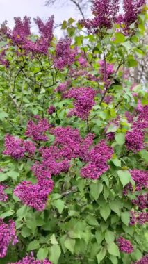 Bulutlu bir bahar gününde, leylak dalının yakın çekimi. Dikey Video