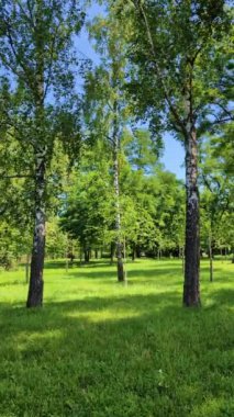 Güneşli bir yaz gününde parkta huş ağaçları. Dikey video