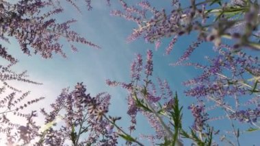 Bu huzurlu çekimde, kamera Perovskia sapları boyunca yavaşça hareket ediyor, arkaplandaki mavi gökyüzünü yansıtırken çiçeklerin güzelliğini gösteriyor.