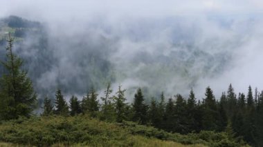 Ukrayna Karpatları 'nda, erken bahar yağmurları buharlaşma sisine yol açar ve yoğun bir sis tabakasıyla çevreyi kaplar.