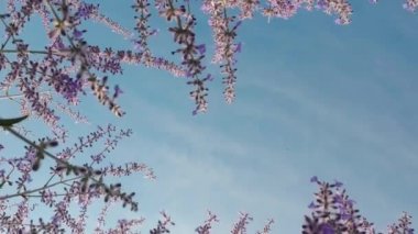 Kameranın Perovskia çiçekleri boyunca yavaşça yukarı doğru hareket etmesi, doğanın güzelliğiyle yukarıdaki sonsuzluğu harmanlayan mavi gökyüzünün çarpıcı bir görüntüsünü ortaya çıkarır.