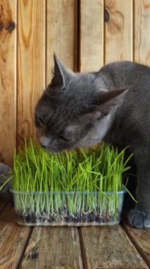 Meraklı bir gri kedi taze filizlenmiş çimenlerin sağlıklı bir atıştırmalığından zevk alır, doğal lezzetin tadını çıkarır. Dikey Video