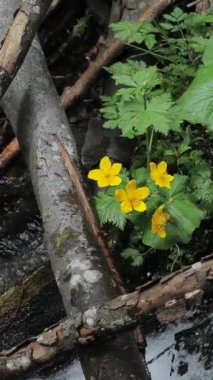 Sarı kadife çiçekleri, akan bir bahar deresinin yanında canlı bir şekilde açar ve doğal manzaraya biraz renk katar.