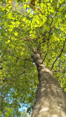 Sıcak sonbahar güneşi altında parlayan parlak yapraklarla bir ağaç gölgesinin altında huzurlu bir an. Dikey Video