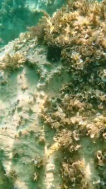 Güneşli bir günde Adriyatik Denizi 'nde deniz dibinde deniz kestanesi. Dikey Video