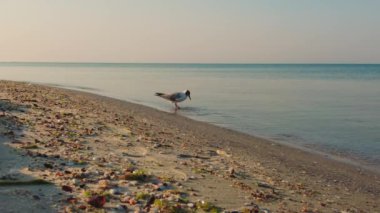 Sabahın erken saatlerinde Martı: Sahildeki Dalgalarda Yemek Arıyor