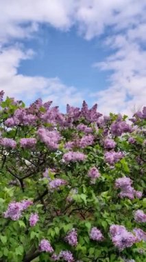 Baharda çiçek açan leylak çalısı. Dikey Video