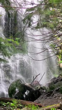 Vahşi bir orman ortamındaki yüksek bir uçurumdan düşen şelalenin manzarası ağaç kökleri ve dallarıyla kısmen gizlenmiş.