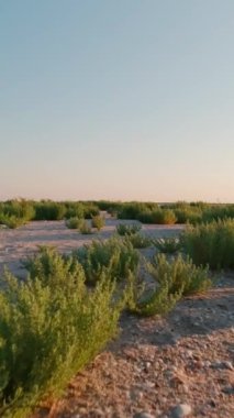 Kinburn Spit early summer morning. Steppe vegetation and protected area. Vertical Video